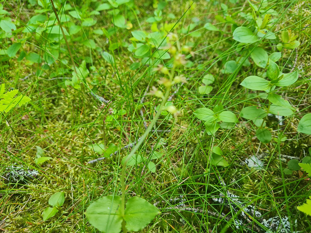 Småtveblad