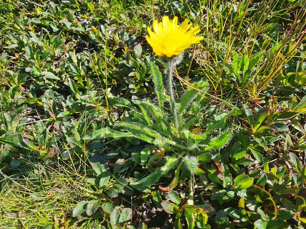 Fjellsveve