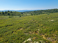 repelo_20250712_687280b89aa30.jpg
