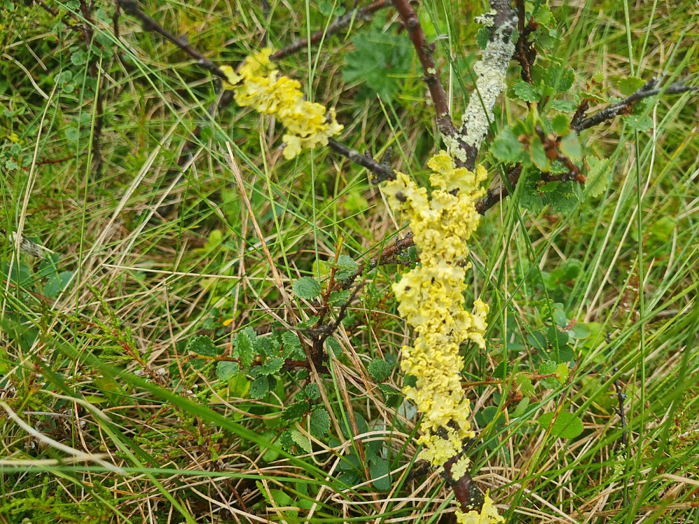 Gullroselav, Valpicida pinastri, på Kjerringris