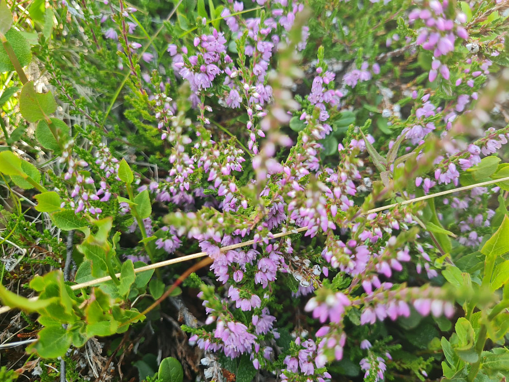 Røsslyngen har begynt å blomstre