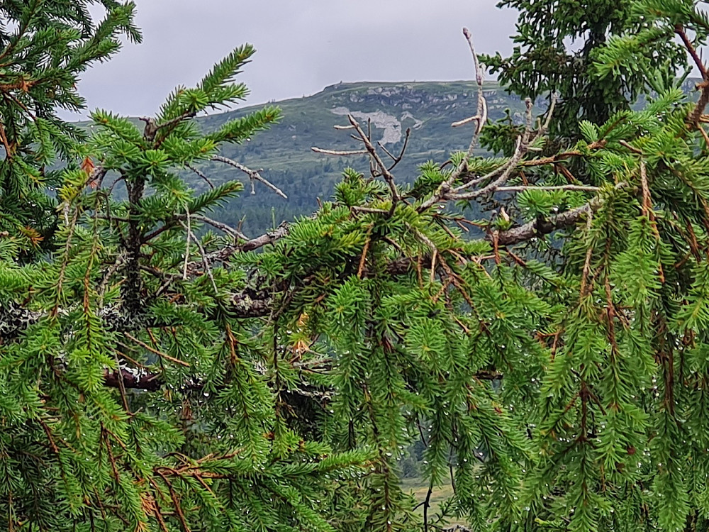 Prestkjerringa fra Grøtåshaugen