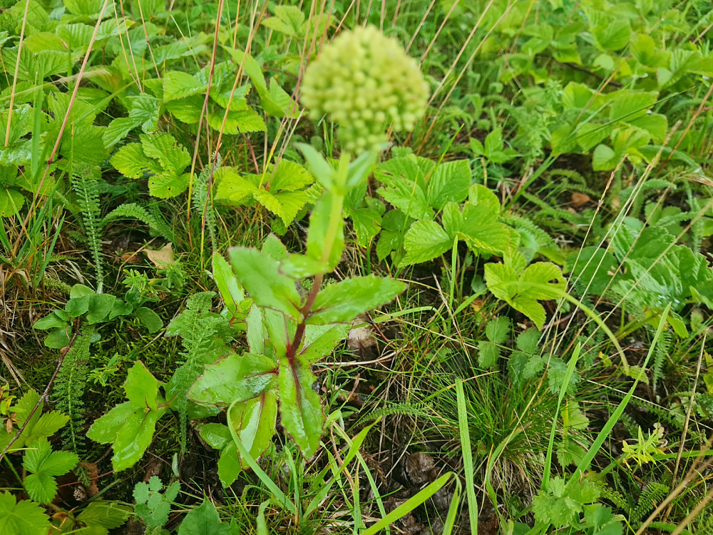 Smørbukk