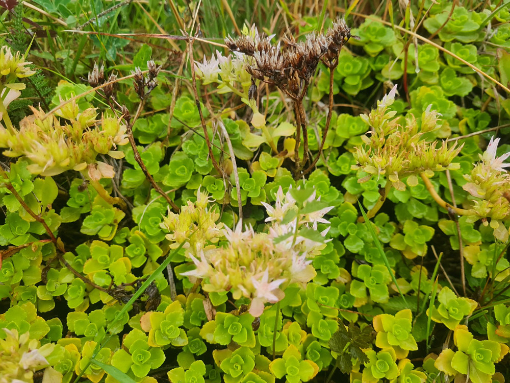 Gravbergknapp på Ulsrud