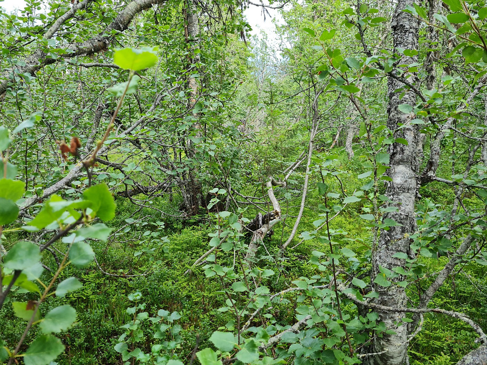 Mjogsjølihøgda