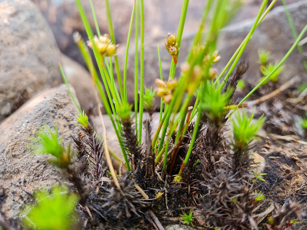 Trådsiv, Juncus filiformis
