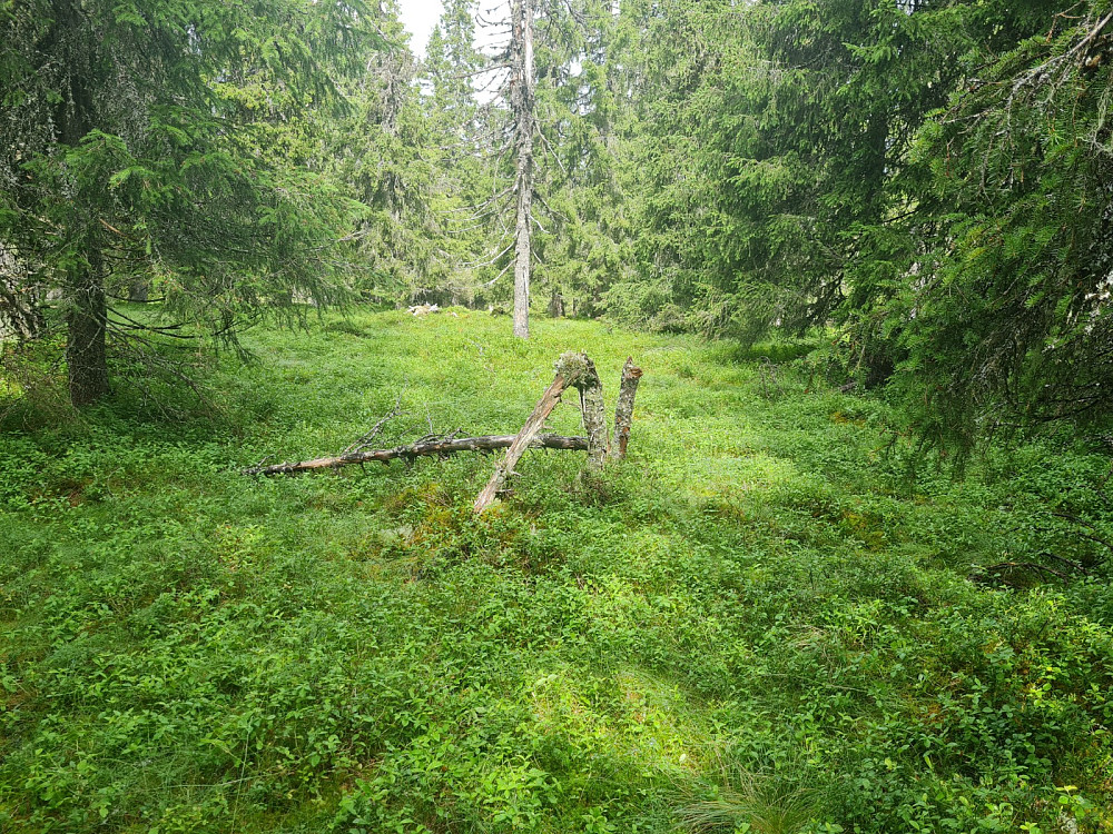 Storseterhøgda