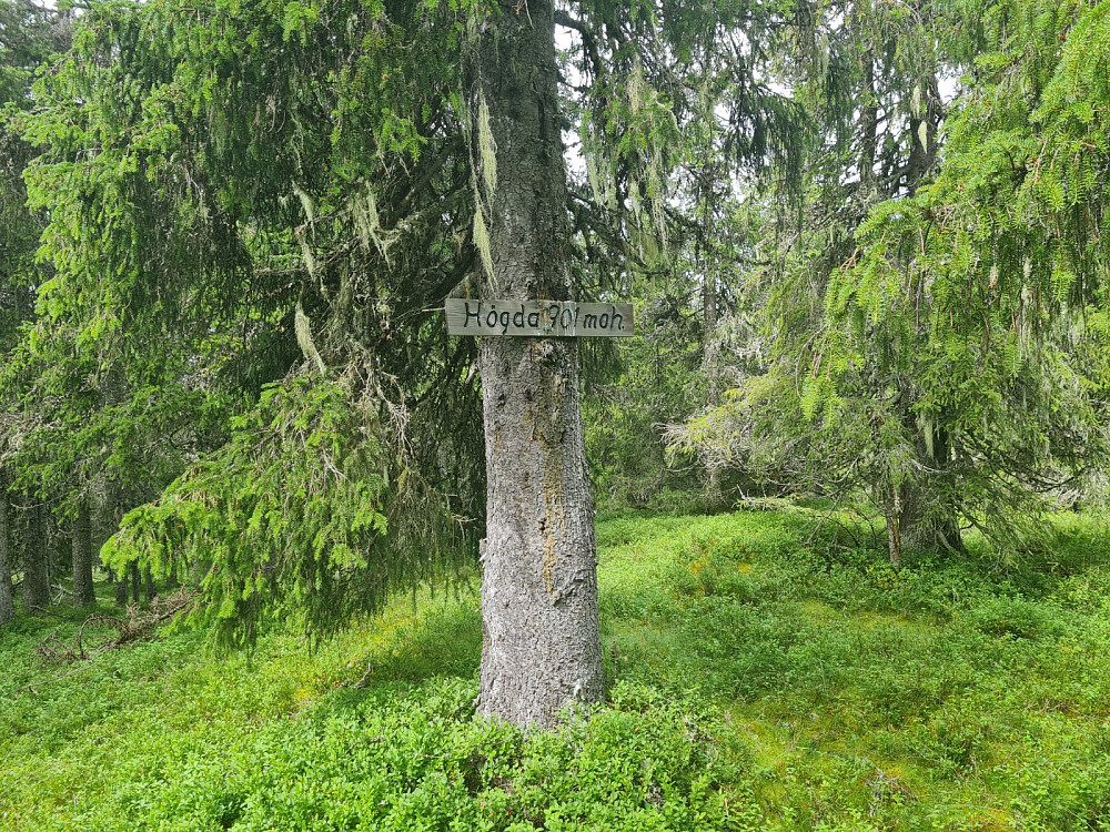 Storseterhøgda