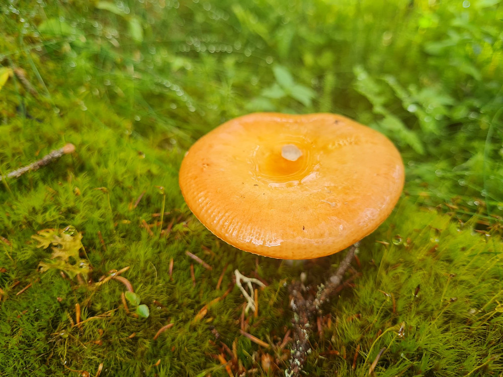 Gulrød kremle?