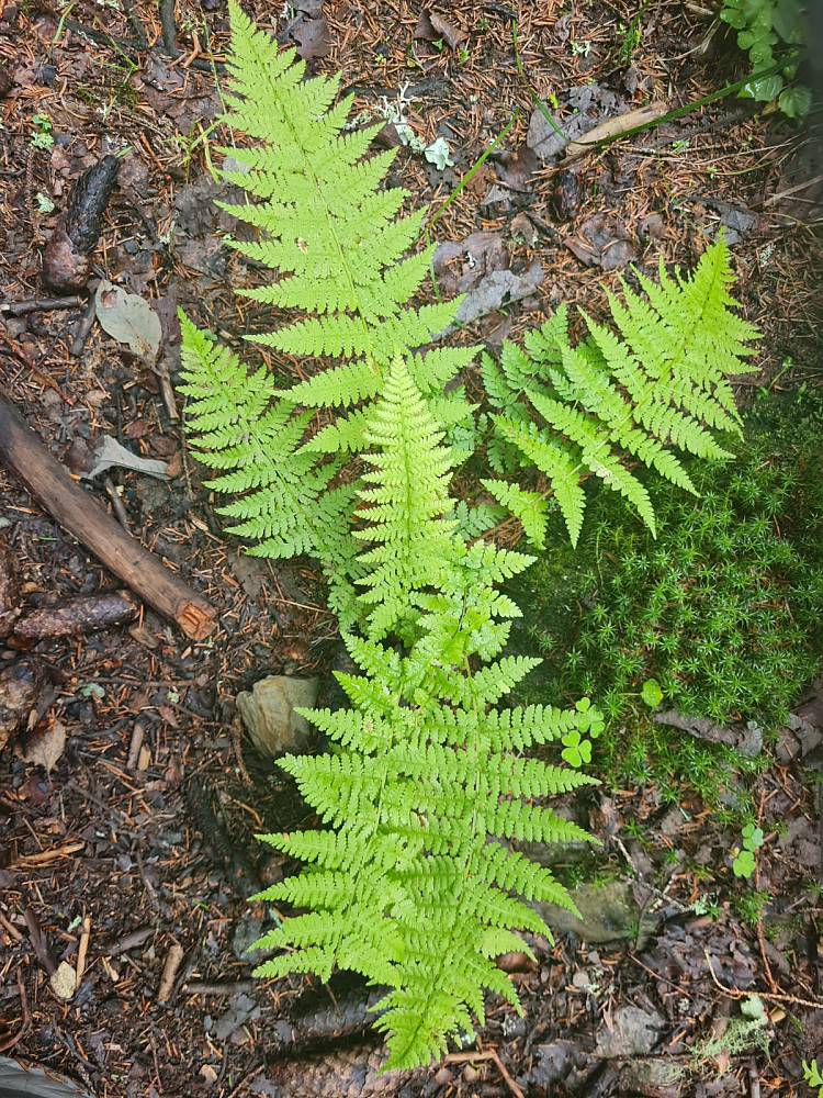 Skogburkne