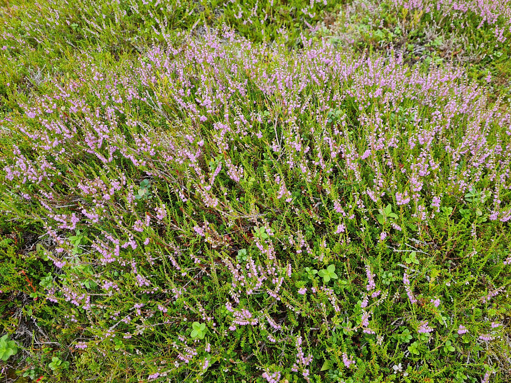 Røsslyngen blomstrer i store mengder
