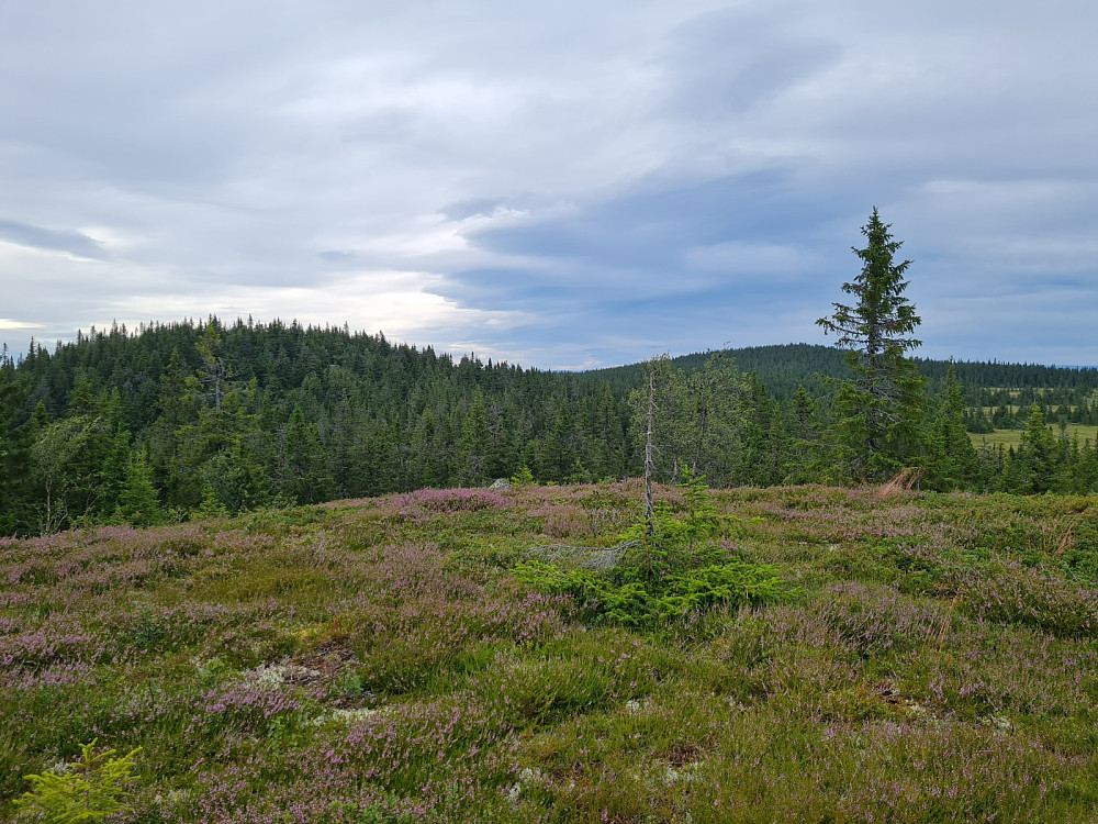 På Østre Veslehaugen, mot Storhaugen og Grøtåshaugen