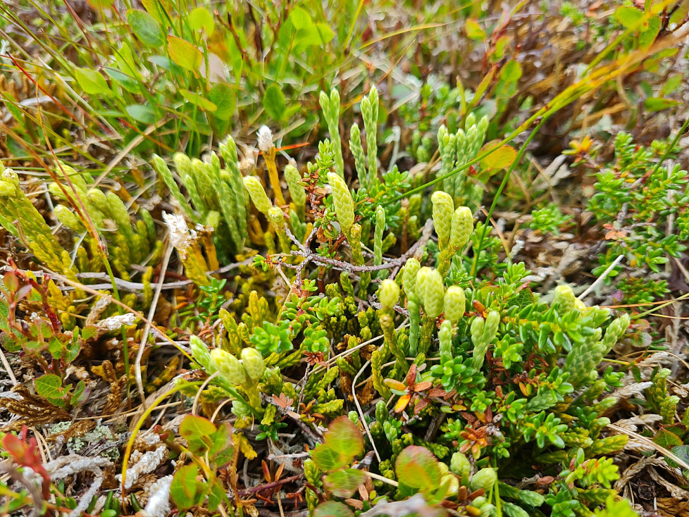 Fjelljamne