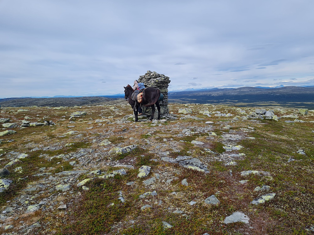 Et uvanlig syn, hest ved toppvarden på Lyngkampen