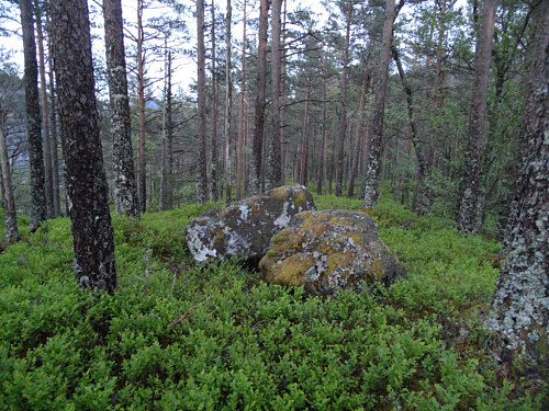 Dette er muligens det høgaste punktet i skogen på Stråpanuten.