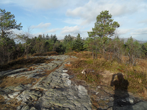 På Steinfjellet mot Vedafjellet som såvidt skimtes bak skogen.