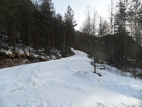Snødekt skogsveg.