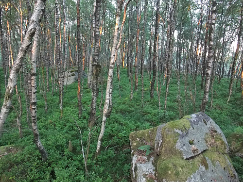 Bjørkeskog og liten utsikt på toppen av Vallbakken.