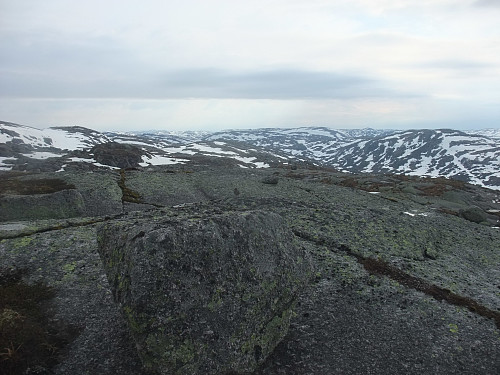 VSV mot Strålausheia i bakgrunnen. Ein fjæreplytt (ufokosert) på stein foran midt i bildet.