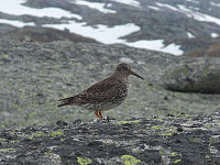 kolla_20240617_66705d97dc35f.jpg