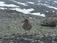 kolla_20240617_66705d99317de.jpg