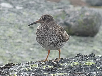 kolla_20240617_66705d9a5eacd.jpg