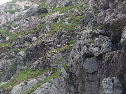 Tre villsauer i den bratte nordvendte fjellsida aust for Rambjørknuten.