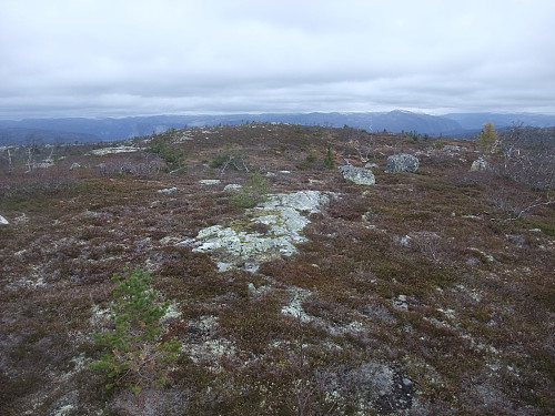 På Skjeldalsheii mot Setesdalen i bakgrunnen.