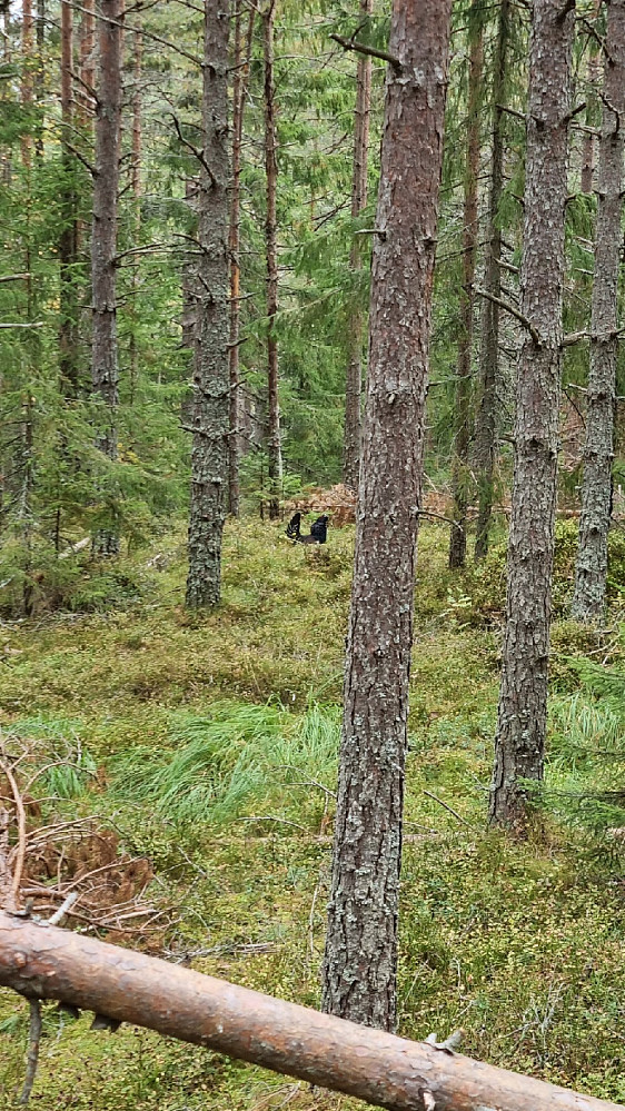 Tiuren på toppen