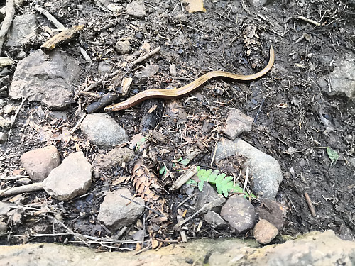 Møtte ein stålorm på veg opp til Bergsåsen