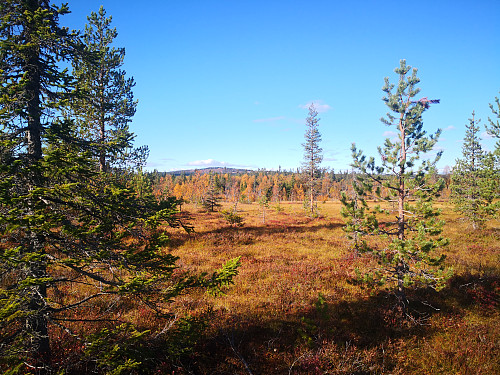 Brumundkampen frå myrane mellom Kveådammen og Målia