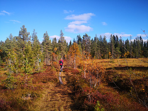 Flott råk innover