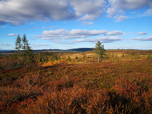 Gitvola frå Målifjellet
