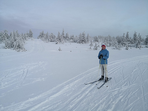 Frå skikrysset ved Kollmyrkampen i retning Kollmyrkampen