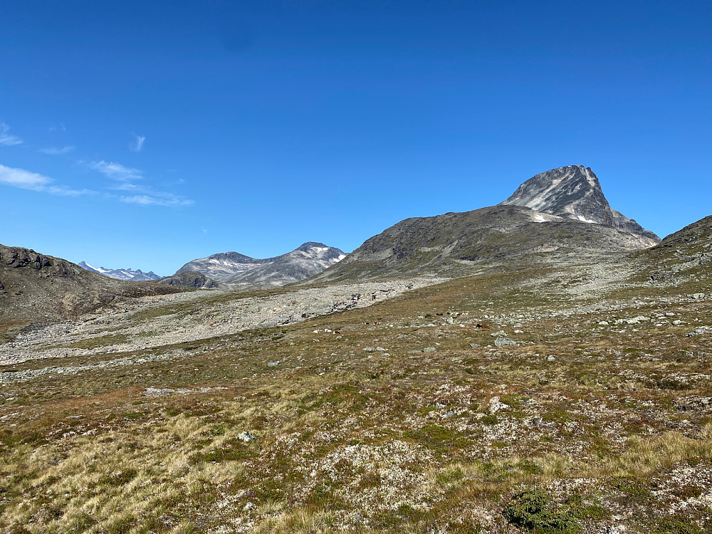 Kalver som har utrolig flotte omgivelser på rett under 1400 moh.