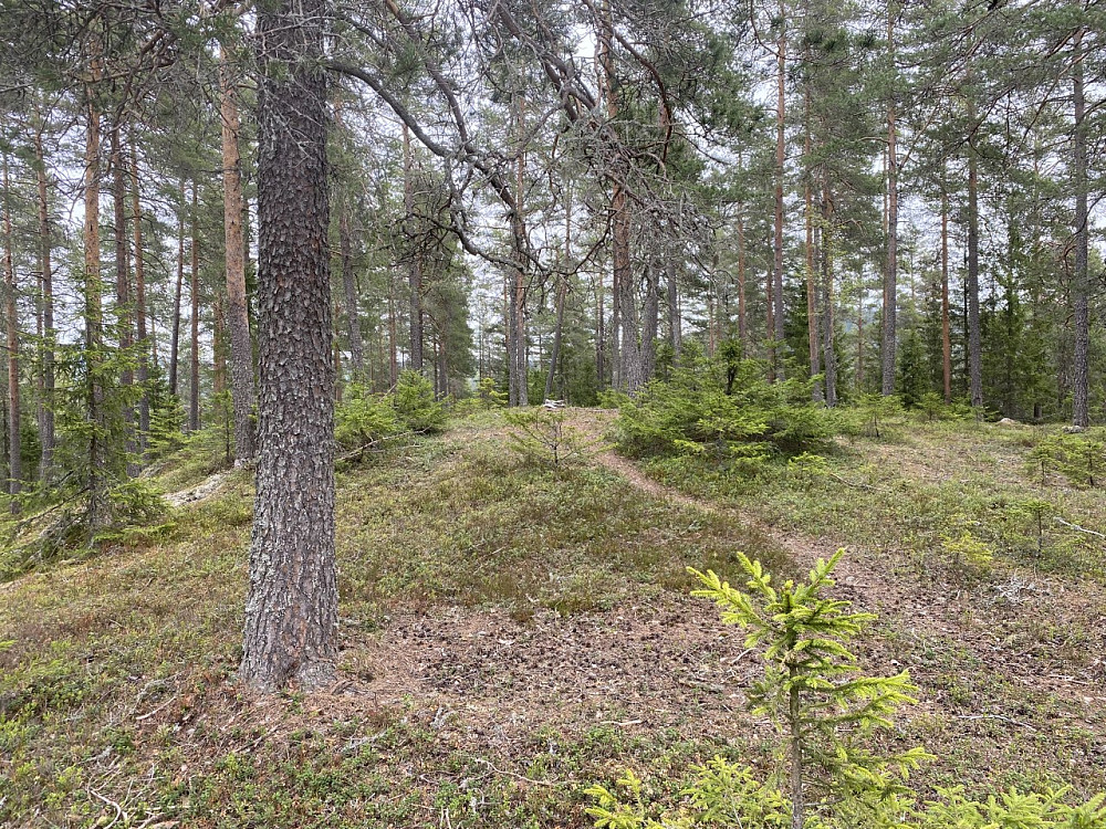 Storsvehøgda