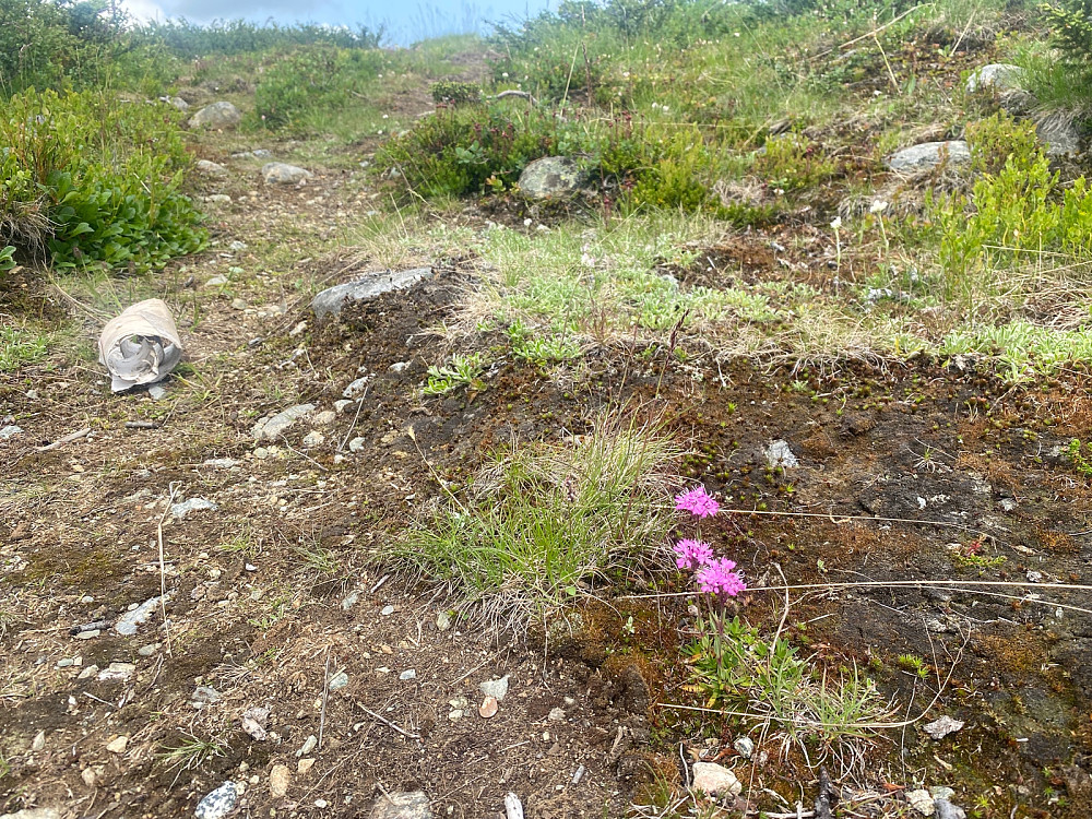 Fjelltjæreblom