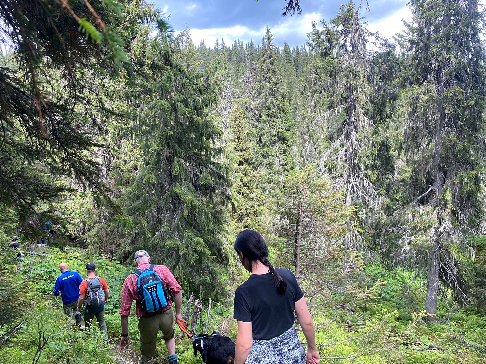 Nedover mot Djupåa i Djupådalen Naturreservat.
