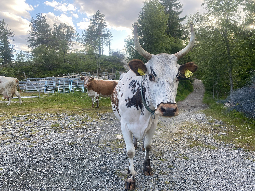 Flott Telemarksku som hilste på nede igjen