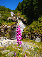 Min favorittblomst; digitalis purpurea.