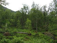 Frodig skog.
