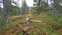 Skardberget
