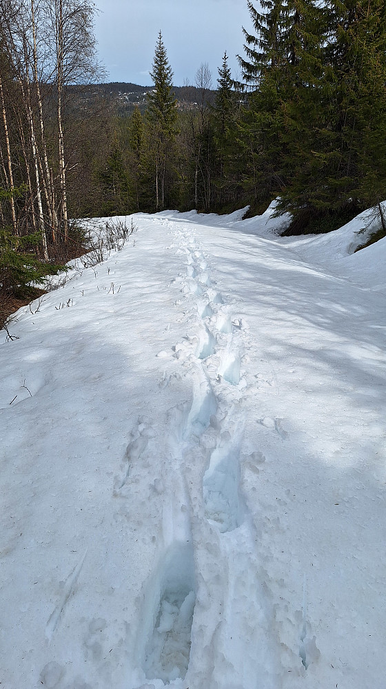 Yeti.