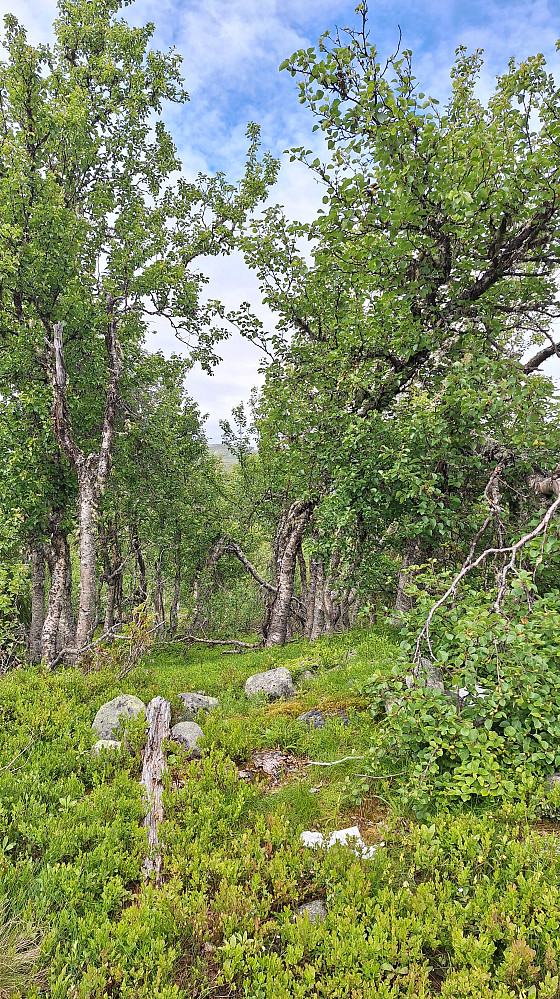 Munkhatthøgda.