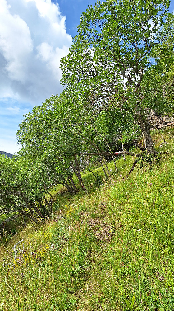 Ospeskog.