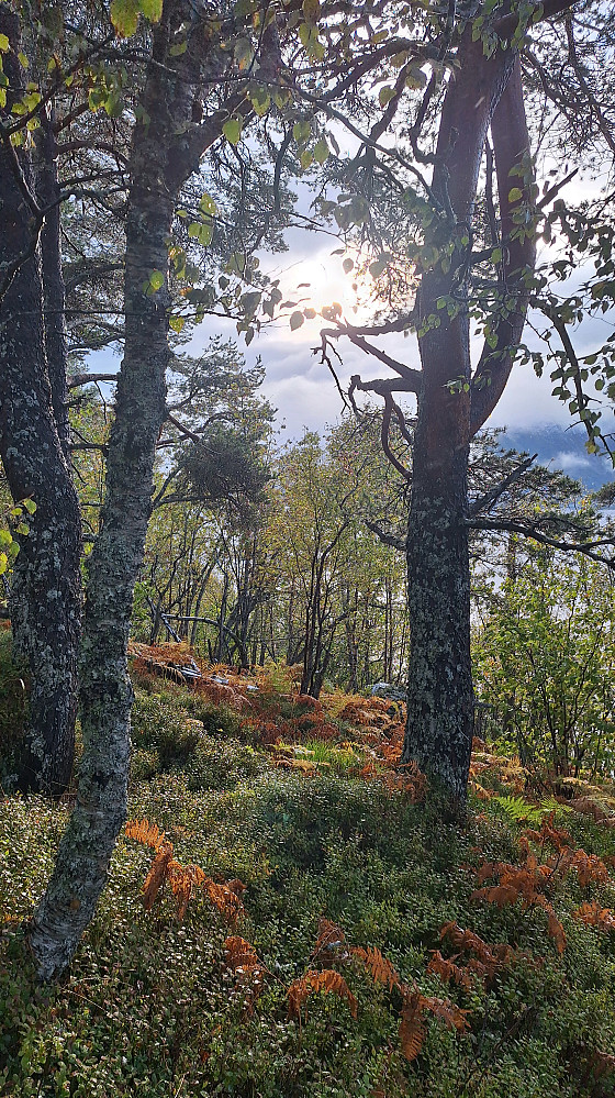 En liten oase i snøen og snøværet. 