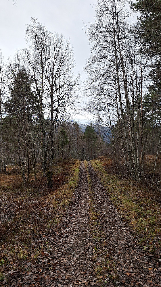 Skogsbilvei fra Garte.