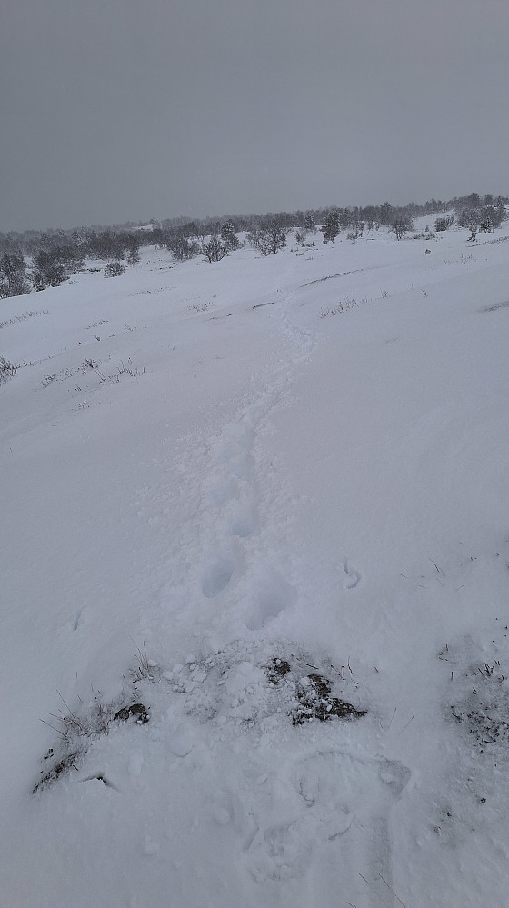 Varierende snøforhold. 