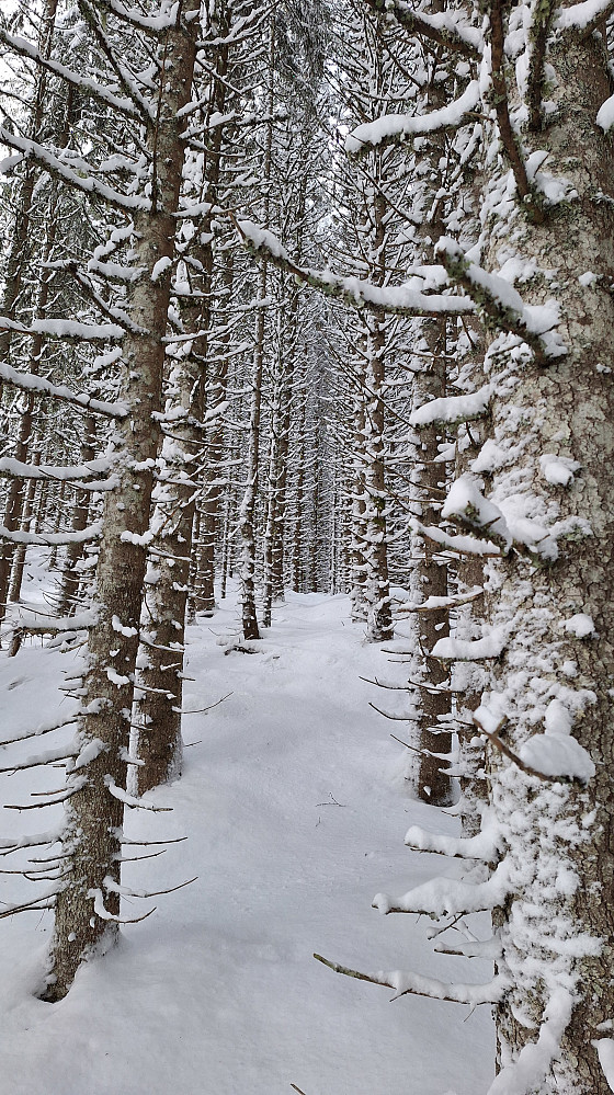 Siste kneika i tett skog. 