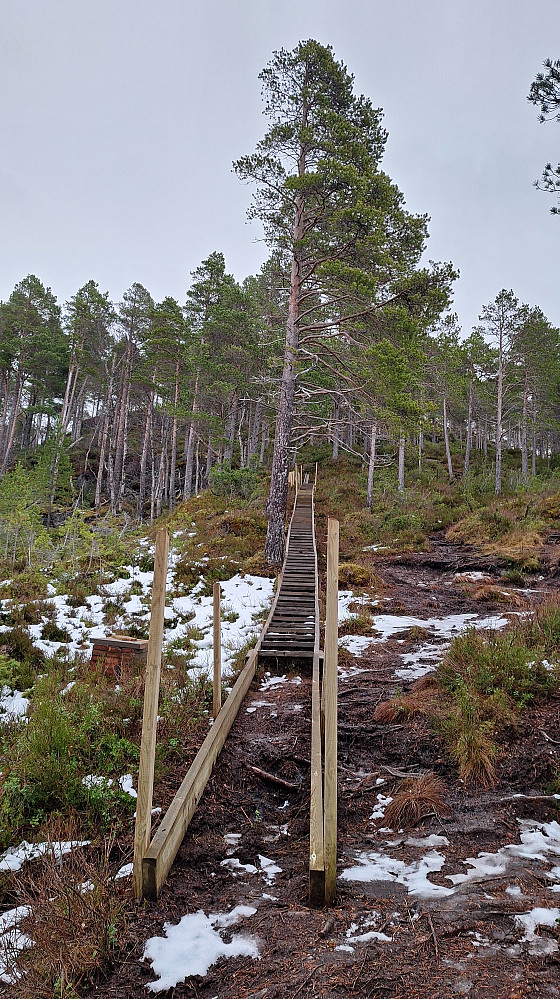Skogstrapp.